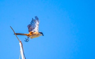 佳能远焦镜头推荐_哪款适合拍鸟