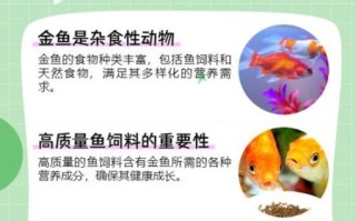 小金鱼怎么养_小金鱼吃什么食物