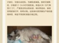 孕妇梦到猫是生男生女_孕妇梦见猫有什么预兆