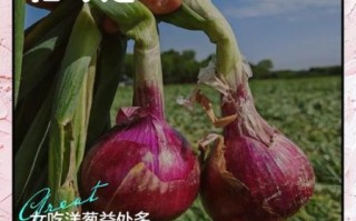 孕妇能吃洋葱吗_怀孕初期吃洋葱安全吗