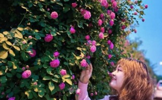 拍花镜头怎么选_拍花镜头推荐