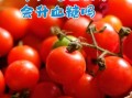 圣女果孕妇可以吃吗_圣女果孕妇吃多少合适