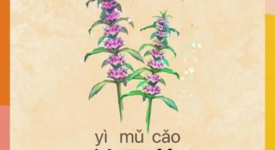 益母草孕妇可以吃吗_孕妇能吃益母草吗