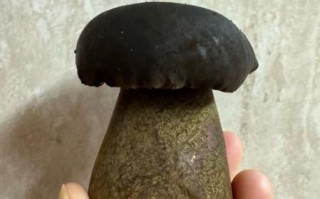 孕妇可以吃牛肝菌吗_牛肝菌孕期食用禁忌