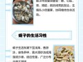 孕妇能吃蚬子吗_孕期吃蚬子的注意事项
