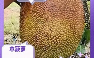 孕妇可以吃木菠萝吗_木菠萝对孕妇的好处与禁忌