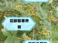 孕妇能吃花椒吗_花椒对孕妇的影响