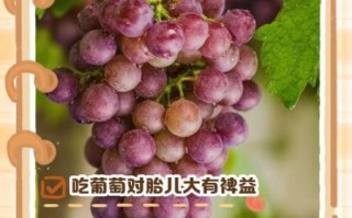 孕妇能吃葡萄吗_孕妇吃葡萄对胎儿好吗