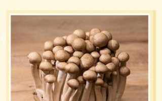 海鲜菇孕妇能吃吗_孕妇吃海鲜菇的注意事项