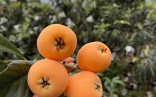 孕妇高血糖能吃枇杷吗_枇杷含糖量高吗