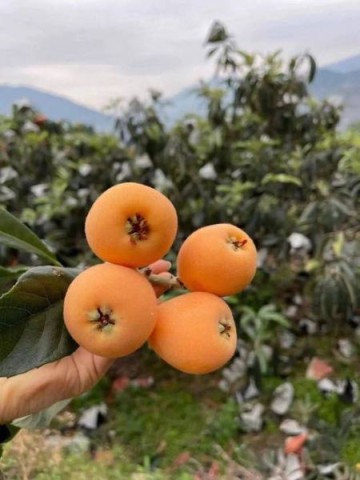 孕妇高血糖能吃枇杷吗_枇杷含糖量高吗