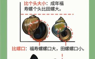 孕妇可以吃田螺吗_田螺对孕妇的影响