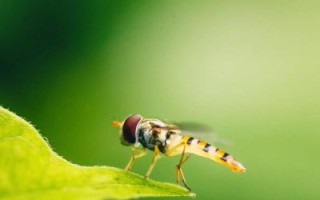 腾龙微距镜头哪款好_腾龙90mm和腾龙60mm怎么选