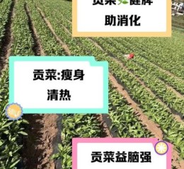 孕妇可以吃贡菜吗_贡菜对孕妇的好处与禁忌