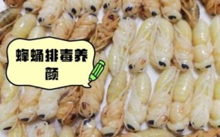 孕妇能吃蜂蛹吗_蜂蛹营养价值与禁忌