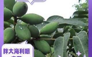 孕妇喝了胖大海怎么办_对胎儿有影响吗