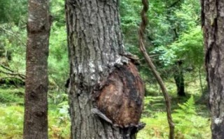 孕妇树能不能养_孕妇树对胎儿有影响吗