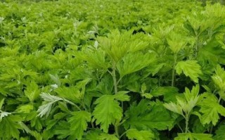 蕲艾孕妇能用吗_孕妇用蕲艾安全吗