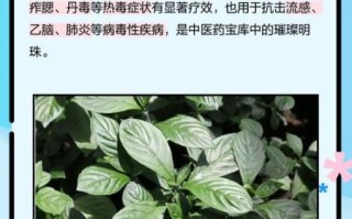 孕妇可以吃板蓝根吗_板蓝根对胎儿有影响吗