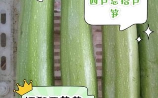 孕妇能吃西葫芦吗_西葫芦对胎儿有影响吗