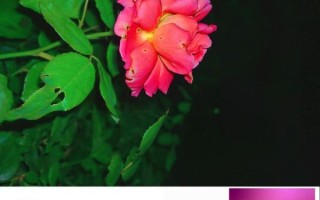 1020镜头适合拍什么_1020镜头画质怎么样