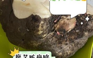 孕妇吃了魔芋对胎儿有影响吗_孕期吃魔芋安全吗