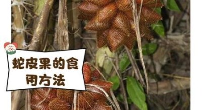 孕妇可以吃蛇皮果吗_蛇皮果对胎儿的影响