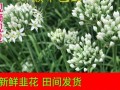 孕妇可以吃韭菜花吗_韭菜花对孕妇安全吗