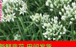 孕妇可以吃韭菜花吗_韭菜花对孕妇安全吗