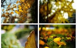 55mm定焦镜头适合拍什么_55mm镜头虚化效果如何