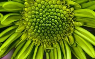 蔡司镜头手机有哪些_拍照效果怎么样