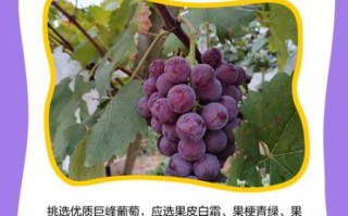孕妇可以吃巨峰葡萄吗_巨峰葡萄对胎儿有影响吗