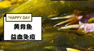 孕妇可以吃黄骨鱼吗_黄骨鱼对胎儿好吗