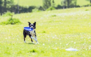 拍狗镜头怎么选_拍狗用什么焦段