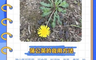 孕妇能吃蒲公英野菜吗_蒲公英野菜对胎儿有影响吗