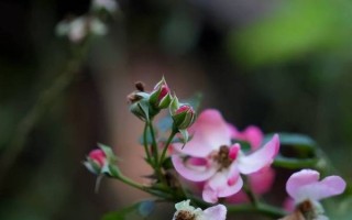 f4光圈适合拍什么_f4镜头虚化效果好吗