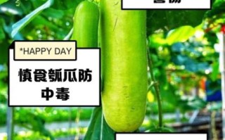 瓠子孕妇能吃吗_孕妇吃瓠子注意事项