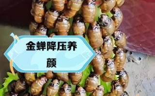 孕妇可以吃知了_知了营养价值及风险