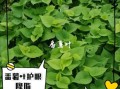 孕妇可以吃番薯叶吗_番薯叶对孕妇的好处