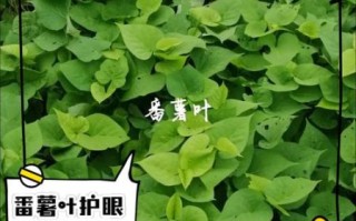 孕妇可以吃番薯叶吗_番薯叶对孕妇的好处