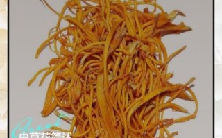 孕妇可以吃虫草花吗_孕期吃虫草花注意事项