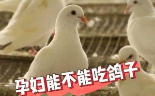 孕妇能吃鸽子吗_孕妇吃鸽子注意事项