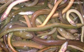 孕妇梦见被黄鳝咬_梦见黄鳝咬自己是什么意思