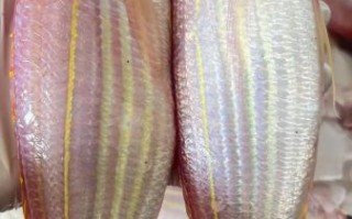 孕妇能吃红衫鱼吗_红衫鱼孕期食用禁忌