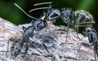 自制微距镜头_如何DIY微距镜头