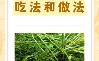 小茴香孕妇可以吃吗_孕期食用安全指南