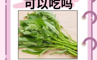 孕妇能吃空心菜吗_空心菜对胎儿有影响吗