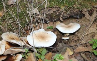 寒菌孕妇可以吃吗_孕妇吃寒菌注意事项