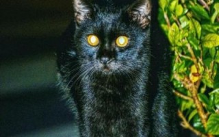 孕妇梦见黑猫_胎梦预示什么