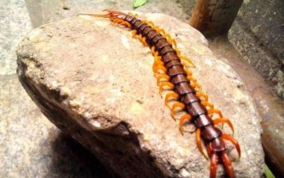 孕妇梦见蜈蚣是什么预兆_孕妇梦见蜈蚣生男生女